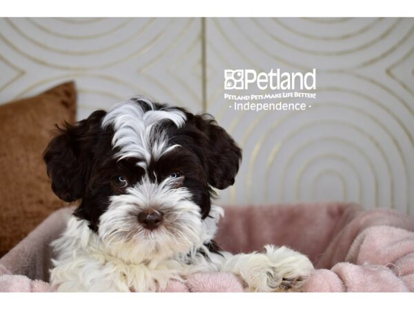 Shihpoo-Dog-Female-Black Parti-5732-Petland Independence, Missouri