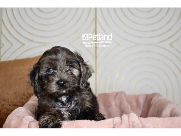 Cockapoo-Dog-Female-Blue Merle-5740-Petland Independence, Missouri