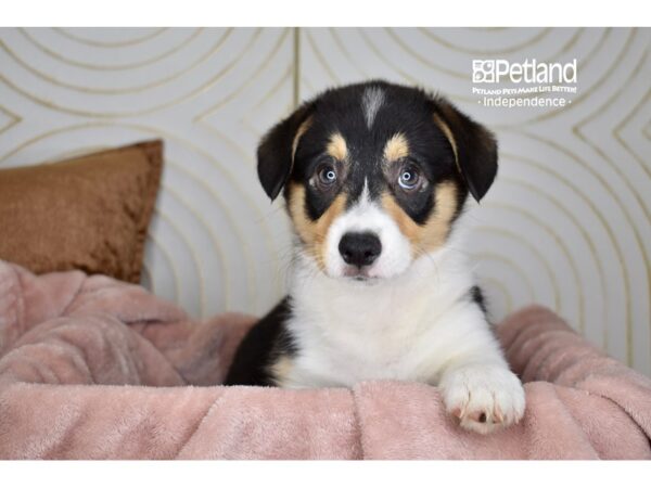 Pembroke Welsh Corgi-Dog-Female-Black, White, and Tan-5749-Petland Independence, Missouri