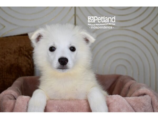 American Eskimo Dog Male White 5759 Petland Independence, Missouri