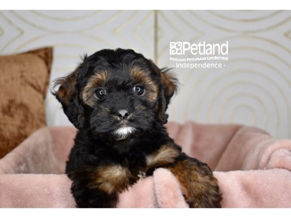 Cockapoo Dog Female Black & Tan 5755 Petland Independence, Missouri