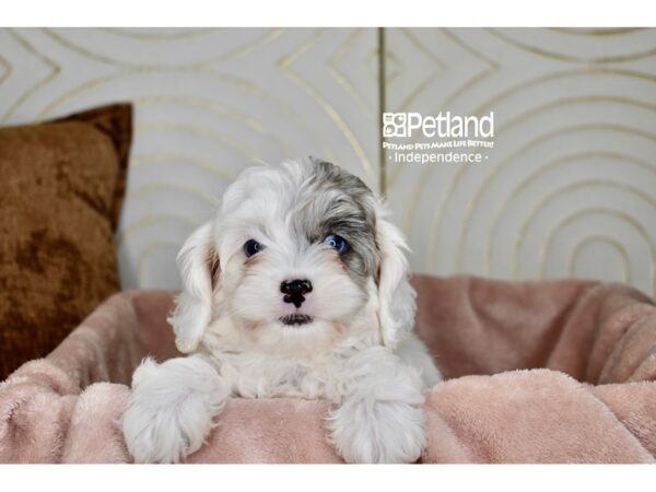 Cockapoo-Dog-Female-Blue Merle Parti-5757-Petland Independence, Missouri