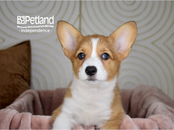 Pembroke Welsh Corgi Dog Female Red & White 5766 Petland Independence, Missouri