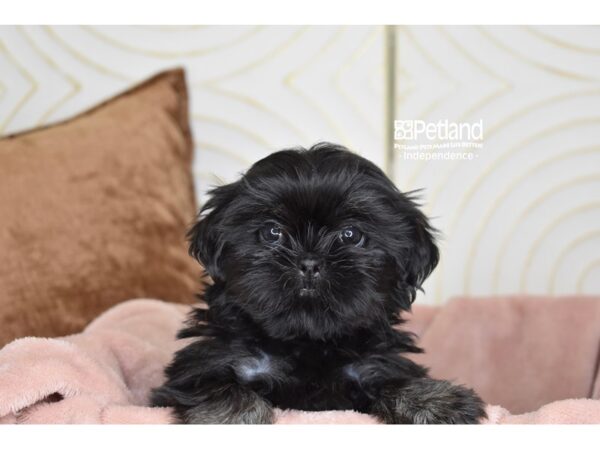 Shih Tzu Dog Female Black 5785 Petland Independence, Missouri