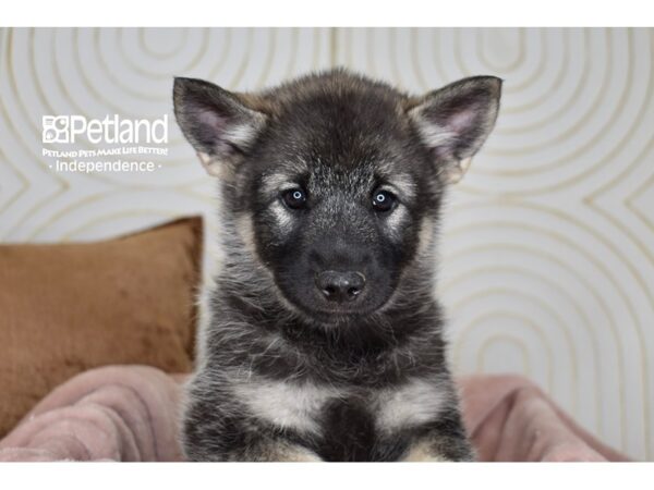 Norwegian Elkhound Dog Female Black & Silver 5781 Petland Independence, Missouri