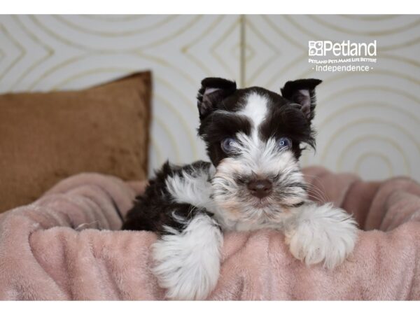Miniature Schnauzer-Dog-Female-Chocolate & White-5787-Petland Independence & Lee's Summit, MO