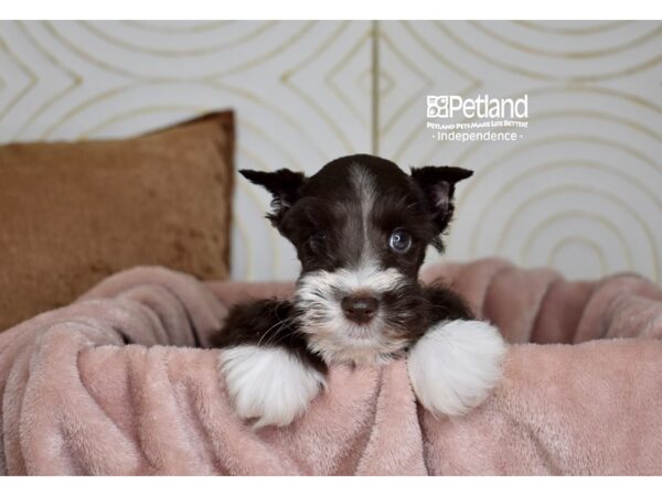 Miniature Schnauzer-Dog-Male-Chocolate & White-5786-Petland Independence, Missouri