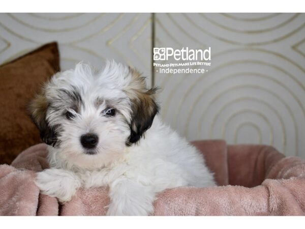 Maltipoo-Dog-Male-Tan & White-5777-Petland Independence & Lee's Summit, MO
