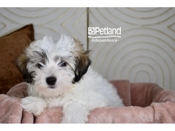 Maltipoo-Dog-Male-Tan & White-5777-Petland Independence, Missouri