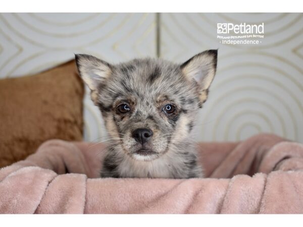 Pomsky 2nd Gen-Dog-Female-Merle-5782-Petland Independence, Missouri