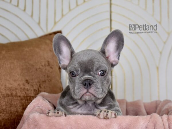 French Bulldog Dog Female Lilac & Tan 893 Petland Independence, Missouri