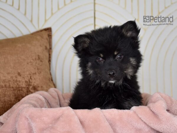 Pomsky 2nd Gen-Dog-Male-Black & Tan-885-Petland Independence & Lee's Summit, MO