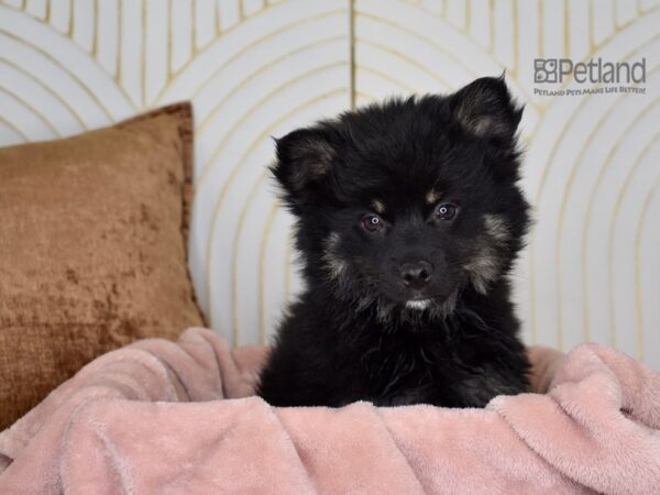 Pomsky 2nd Gen Dog Male Black & Tan 885 Petland Independence, Missouri