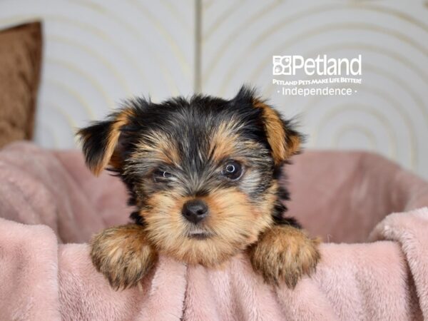 Yorkshire Terrier Dog Male Black & Tan 5794 Petland Independence, Missouri