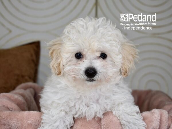 Bichon Poo-Dog-Male-Cream-5799-Petland Independence, Missouri