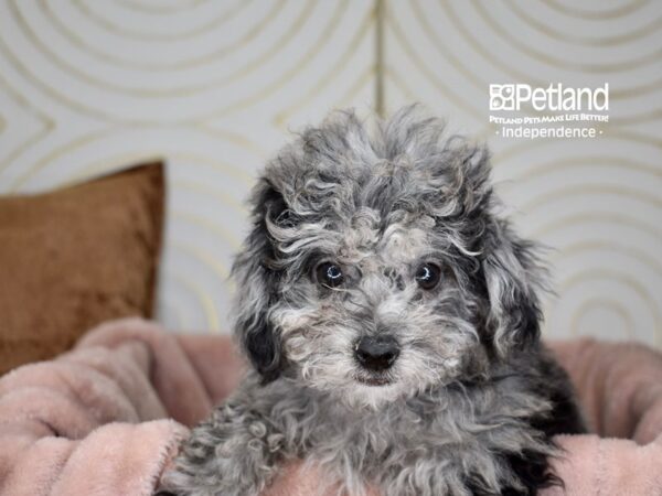 Bichon Poo Dog Male Blue Merle 5798 Petland Independence, Missouri