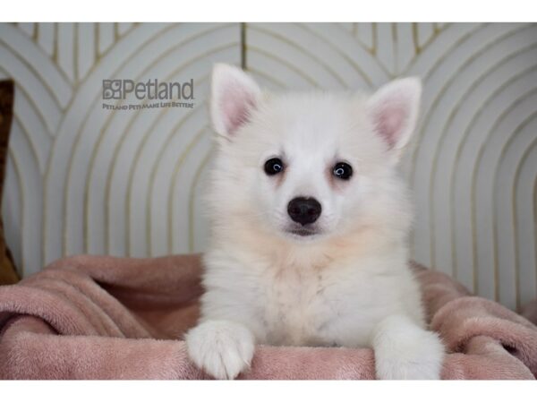 American Eskimo-Dog-Female-White-901-Petland Independence, Missouri