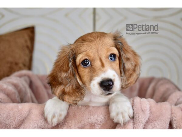 Dachshund Dog Female Red Piedbald, Long Haired 903 Petland Independence, Missouri