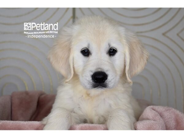 Golden Retriever-Dog-Female-Golden-5803-Petland Independence & Lee's Summit, MO
