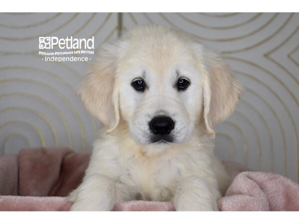 Golden Retriever Dog Female Golden 5803 Petland Independence, Missouri