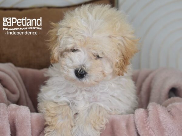 Maltipoo Dog Male Cream 920 Petland Independence, Missouri