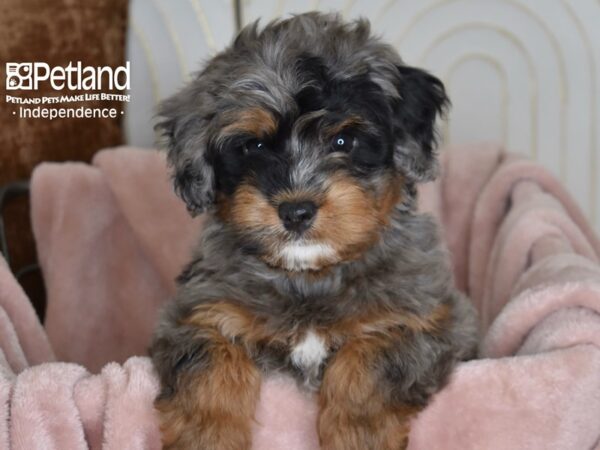 Miniature Bernedoodle 2nd Gen-Dog-Female-Blue Merle-5810-Petland Independence & Lee's Summit, MO