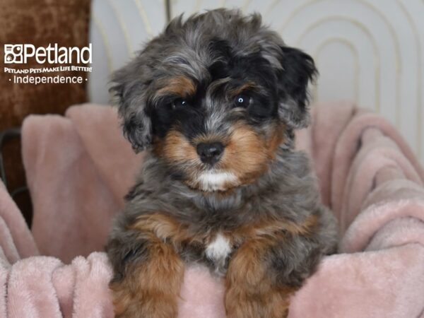 Miniature Bernedoodle 2nd Gen Dog Female Blue Merle 5810 Petland Independence, Missouri