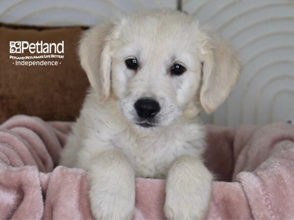 Golden Retriever Dog Male Light Golden 5827 Petland Independence, Missouri