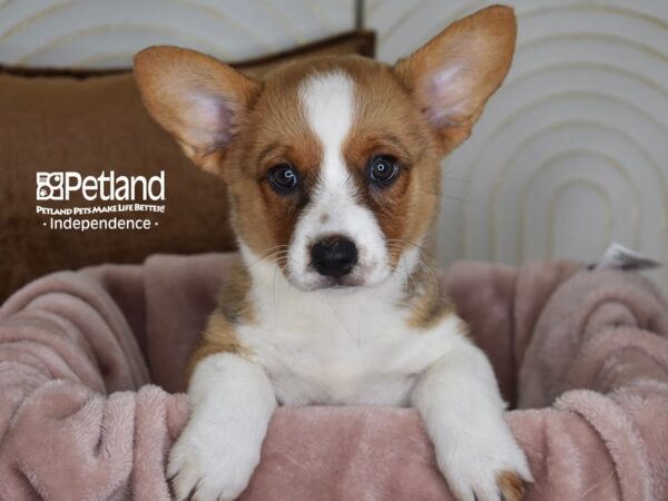 Cardigan Welsh Corgi Dog Female Red & White 5824 Petland Independence, Missouri