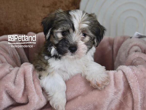 Havapoo Dog Male Sable & White 5819 Petland Independence, Missouri