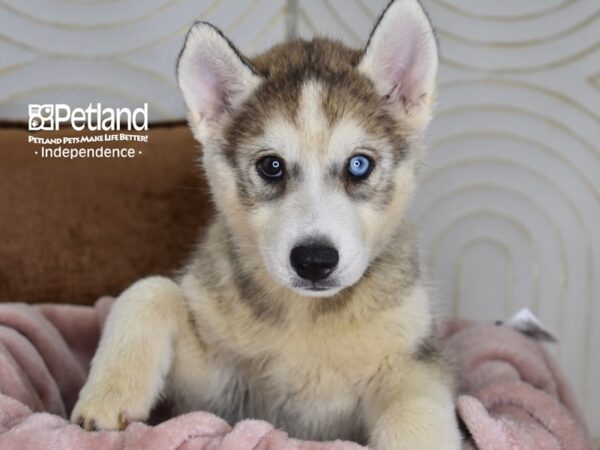 Siberian Husky-Dog-Male-Gray & White-5825-Petland Independence, Missouri