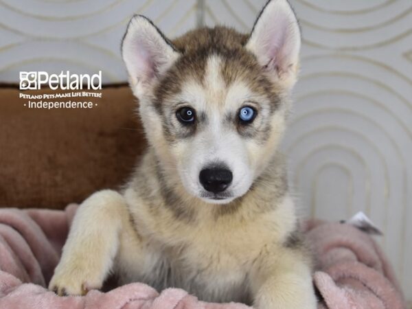 Siberian Husky Dog Male Gray & White 5825 Petland Independence, Missouri