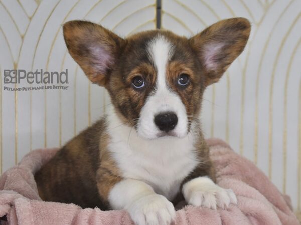 Cardigan Welsh Corgi-Dog-Male-Brindle & White-930-Petland Independence, Missouri