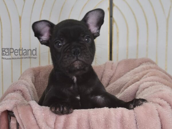 French Bulldog Dog Male 928 Petland Independence, Missouri