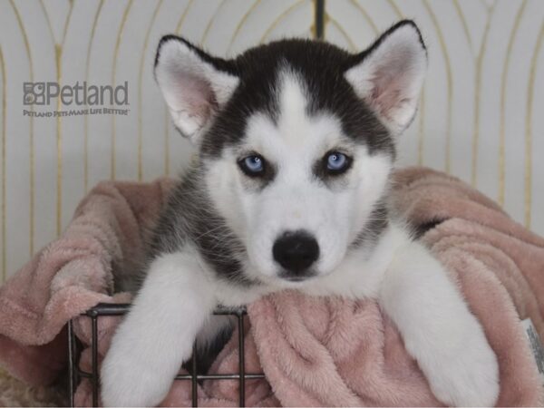 Siberian Husky Dog Male Black & White 917 Petland Independence, Missouri