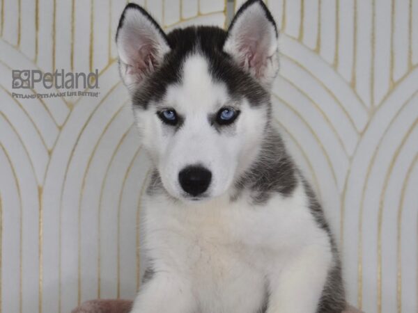 Siberian Husky Dog Male Black & White 918 Petland Independence, Missouri