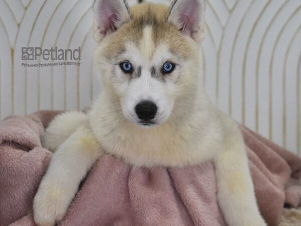 Siberian Husky-Dog-Male-Gray & White-931-Petland Independence, Missouri