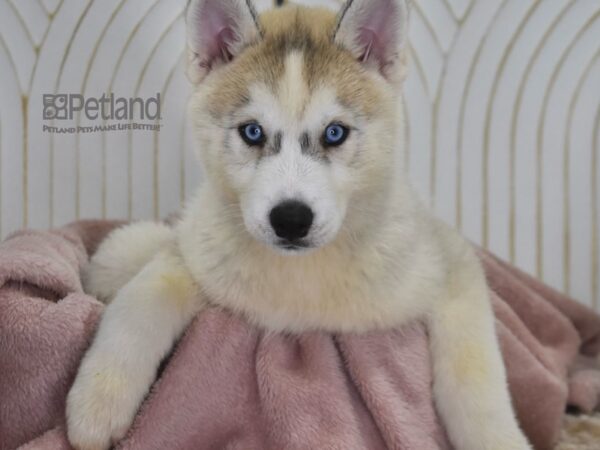 Siberian Husky Dog Male Gray & White 931 Petland Independence, Missouri