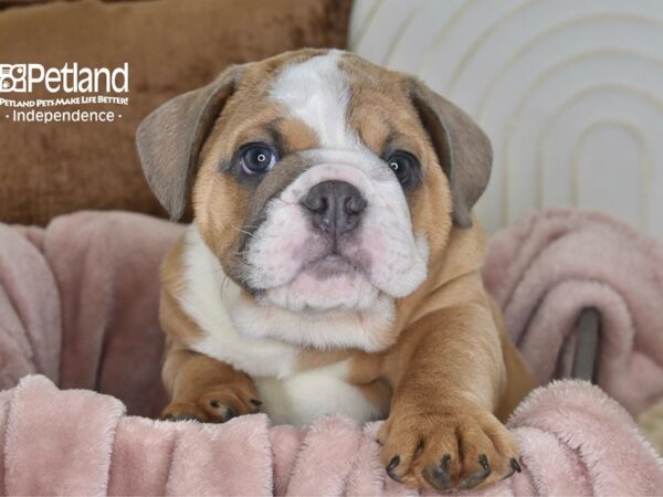 English Bulldog Dog Male Blue Fawn & White 5834 Petland Independence, Missouri