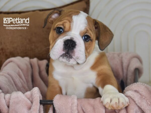 English Bulldog Dog Male Red & White 5833 Petland Independence, Missouri