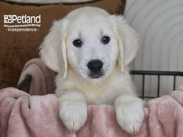 Golden Retriever Dog Male Light Golden 5837 Petland Independence, Missouri