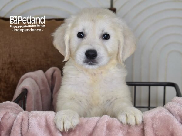 Golden Retriever Dog Male Light Golden 5838 Petland Independence, Missouri