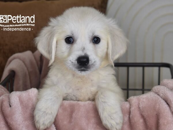 Golden Retriever Dog Female Light Golden 5839 Petland Independence, Missouri