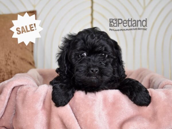 Shihpoo-Dog-Male-Black-820-Petland Independence & Lee's Summit, MO