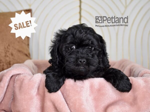 Shihpoo Dog Male Black 820 Petland Independence, Missouri