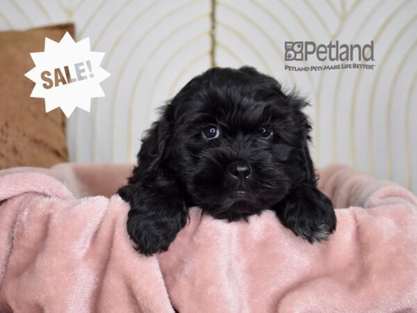 Shihpoo Dog Female Black 819 Petland Independence, Missouri