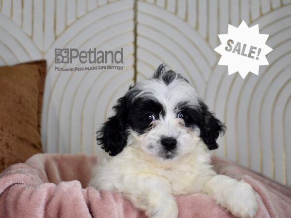 Shihpoo Dog Female Black & White 821 Petland Independence, Missouri