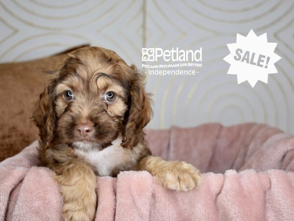 Cockapoo Dog Male Chocolate Sable 5709 Petland Independence, Missouri