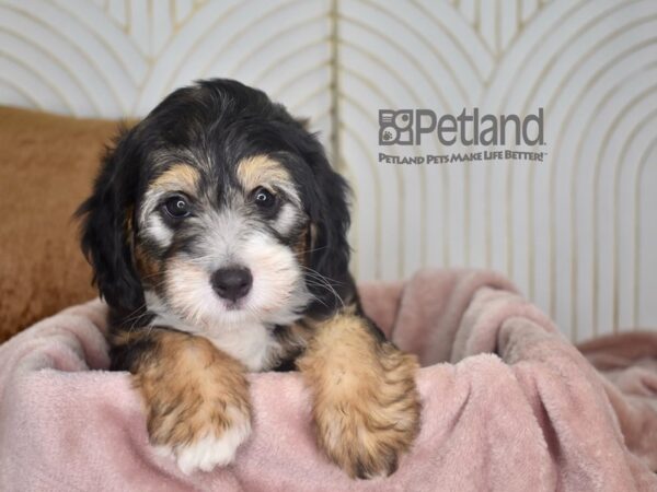Miniature Bernedoodle 2nd Gen-Dog-Male-Black Tri-938-Petland Independence & Lee's Summit, MO