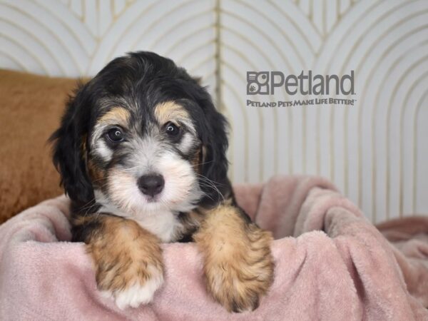 Miniature Bernedoodle 2nd Gen-Dog-Male-Black Tri-938-Petland Independence, Missouri